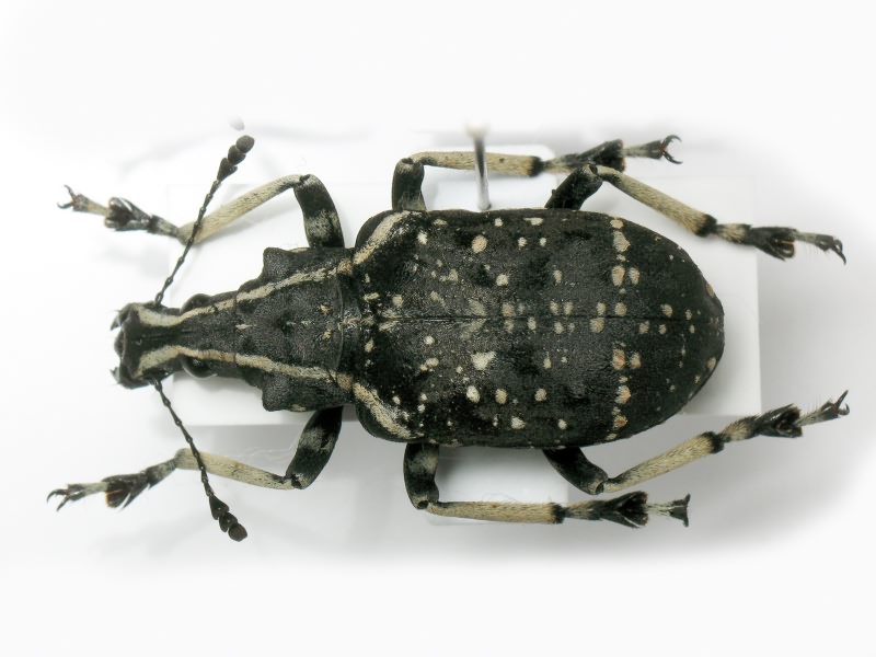 Tophoderes frenatus Klug, 1833